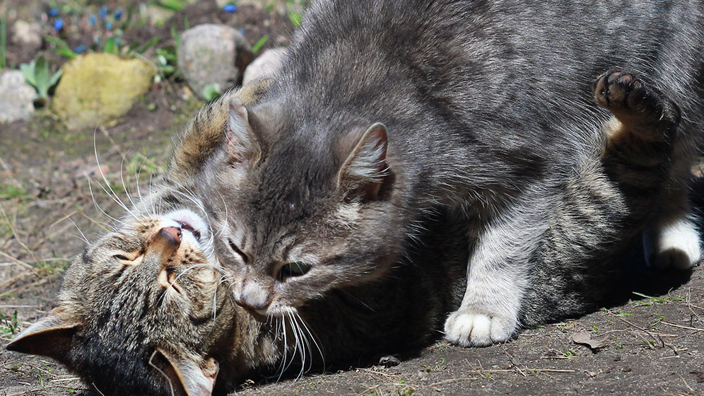 Tanda-Tanda Kucing Betina Birahi: Lebih dari Sekadar Mengeong